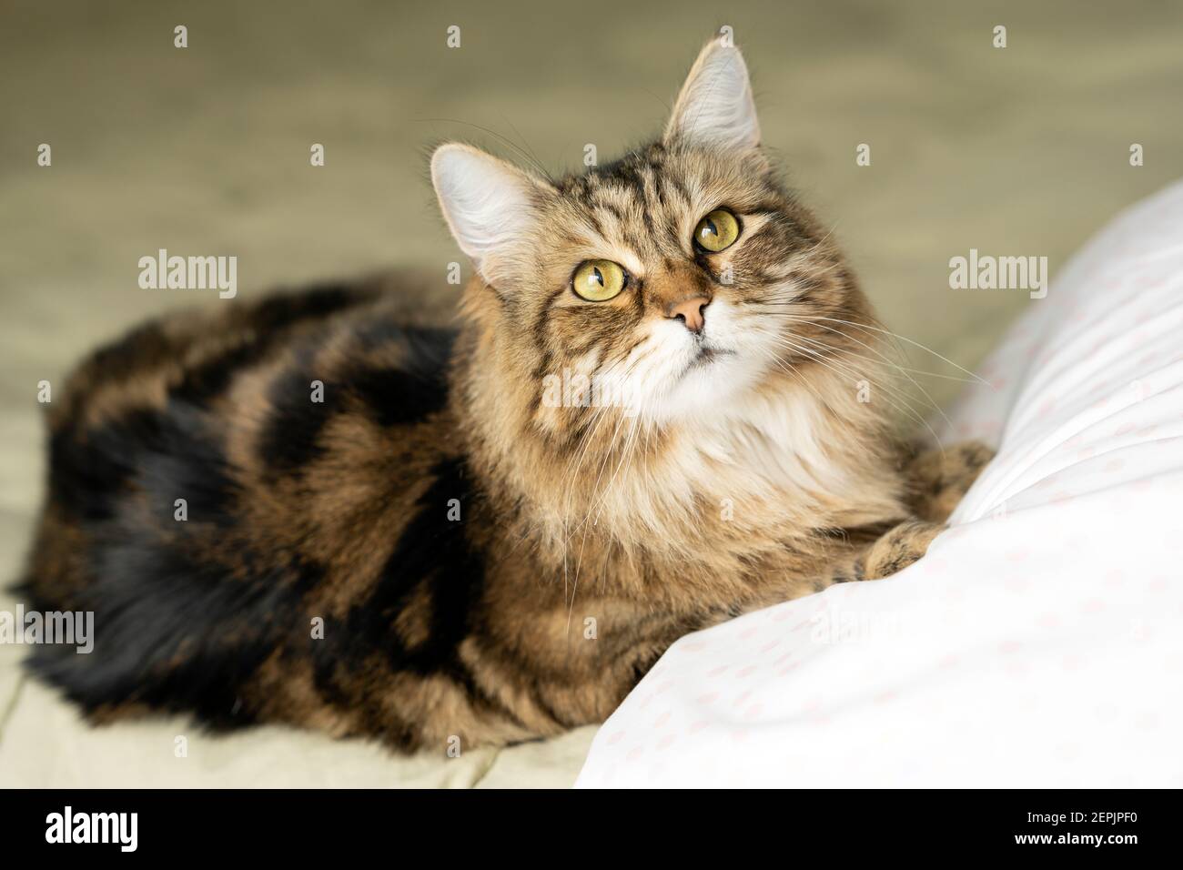 Green Eyed Siberian Forest Cat su pale Green Bed Looks Su Foto Stock