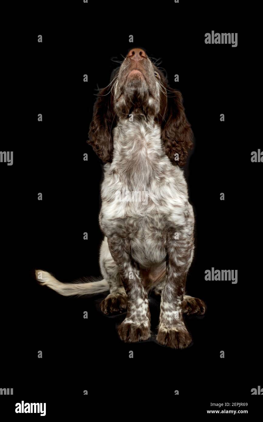 Cucciolo di cocker spaniel su sfondo nero isolato Foto Stock