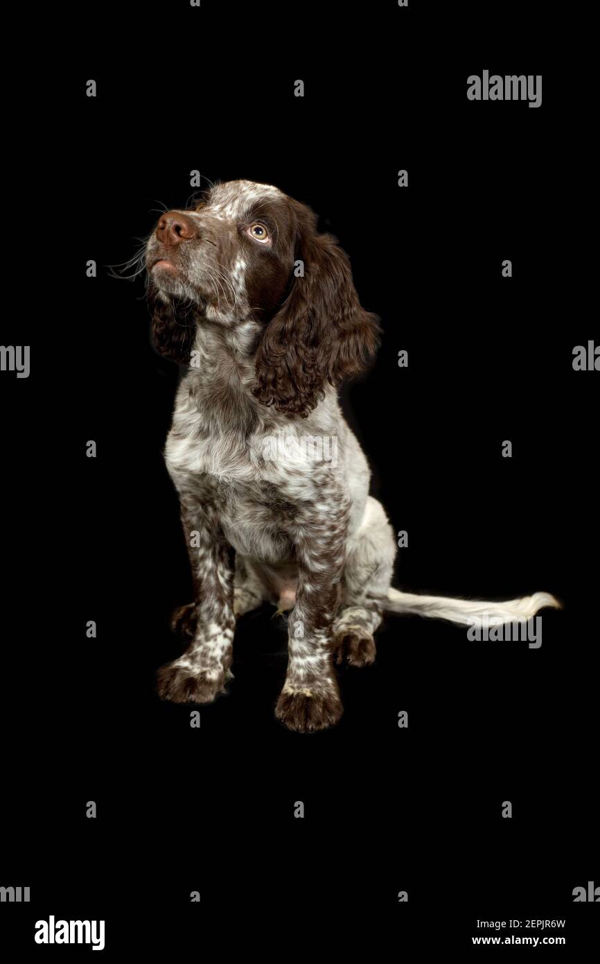 Cocker Spaniel cucciolo isolato su sfondo nero Foto Stock