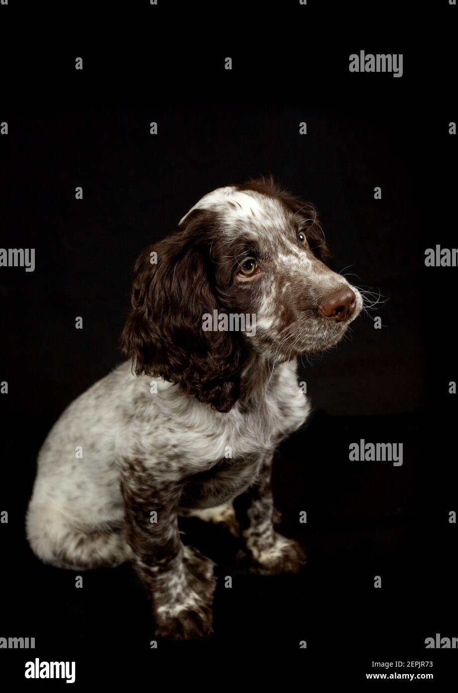 Cucciolo di Cocker Spaniel su sfondo nero Foto Stock