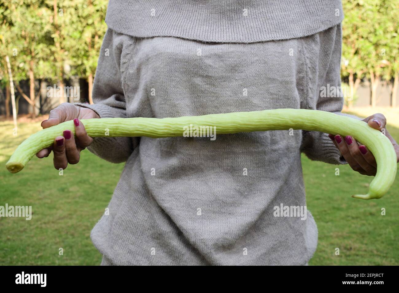 Femmina che tiene le verdure asiatiche mucchio di cetrioli di serpente lungo, mazzo di cetrioli verde chiaro curvy molto lungo su sfondo bianco. Foto Stock