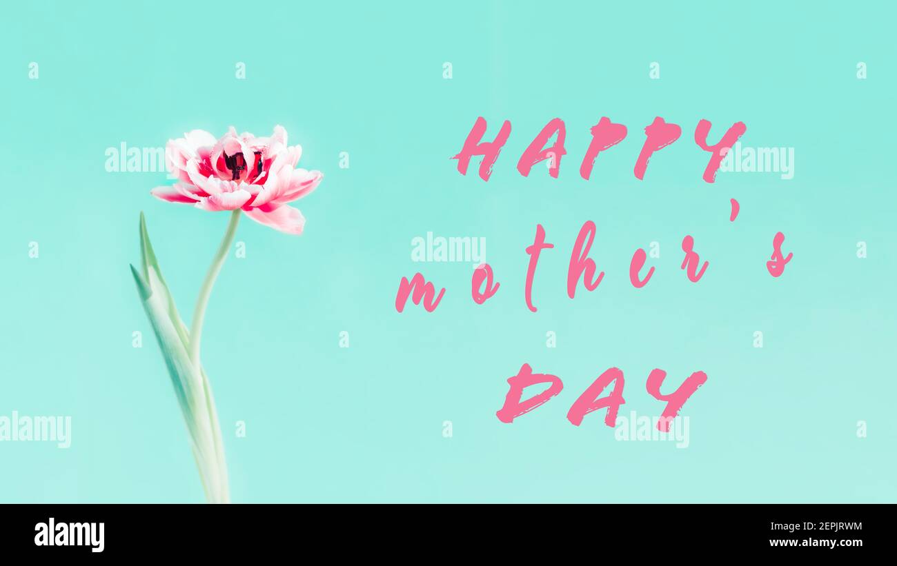 Congratulazioni per il giorno delle madri, cartolina con tulipano rosa su sfondo turchese Foto Stock