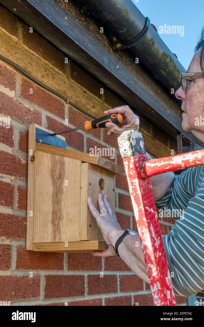 Donna che monta un birdbox di legno per piccoli uccelli ad un muro di mattoni. Foto Stock