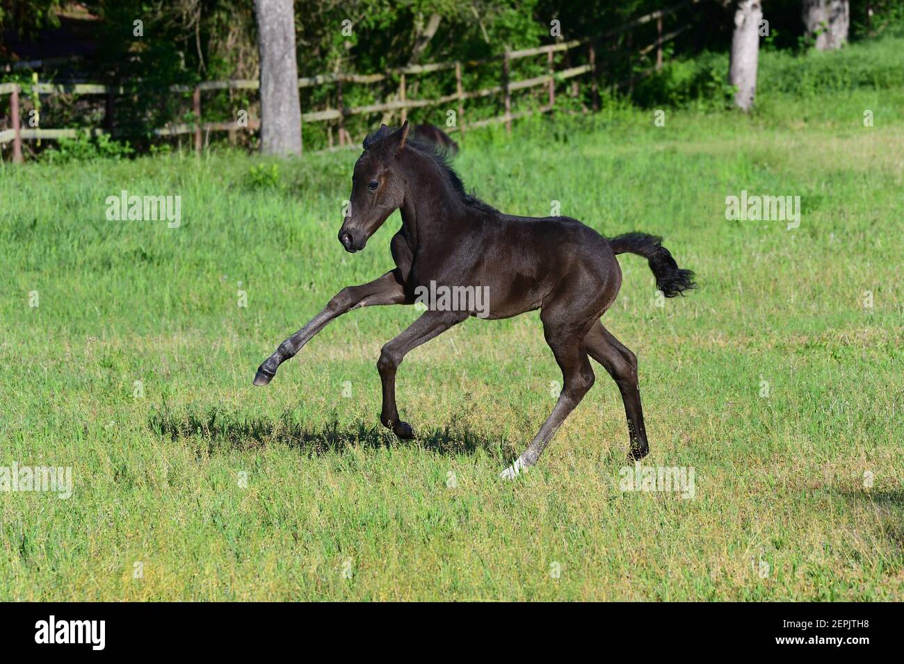 Un carino giovane nero warmblood foal galoppare felicemente in un prato verde. Foto Stock