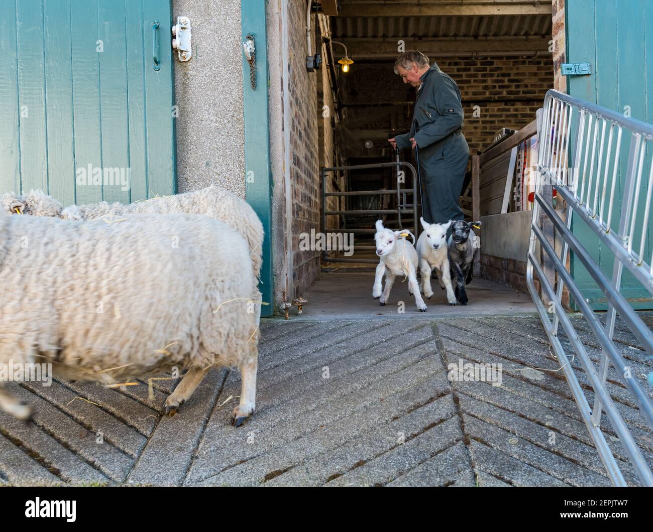 Gli agnelli neonatali delle pecore Shetland lasciano il fienile per la prima volta dopo la nascita, East Lothian, Scozia, Regno Unito Foto Stock
