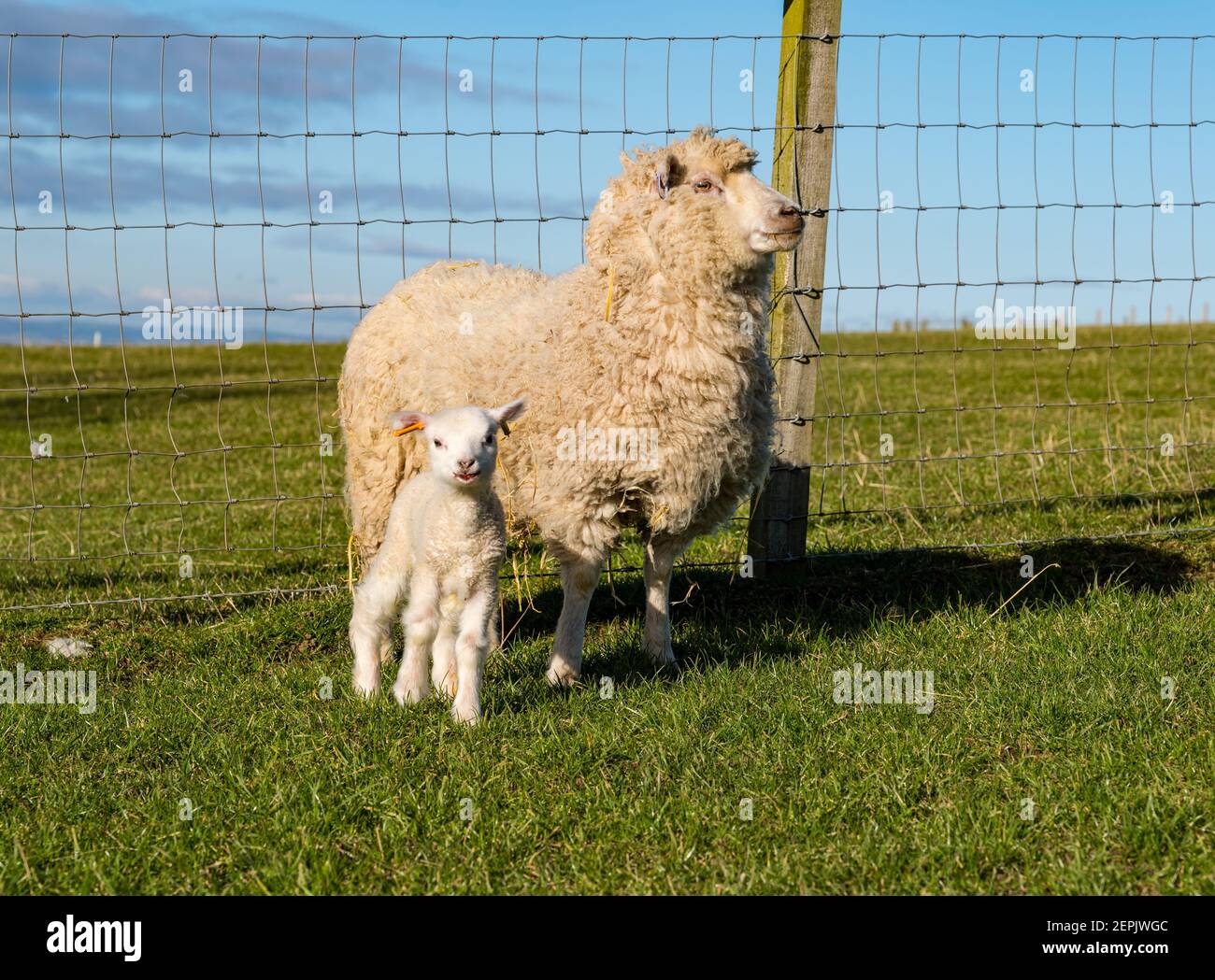 L'agnello di pecora di Shetland appena nato in campo il giorno di primavera con pecora della madre, Lothian orientale, Scozia, Regno Unito Foto Stock