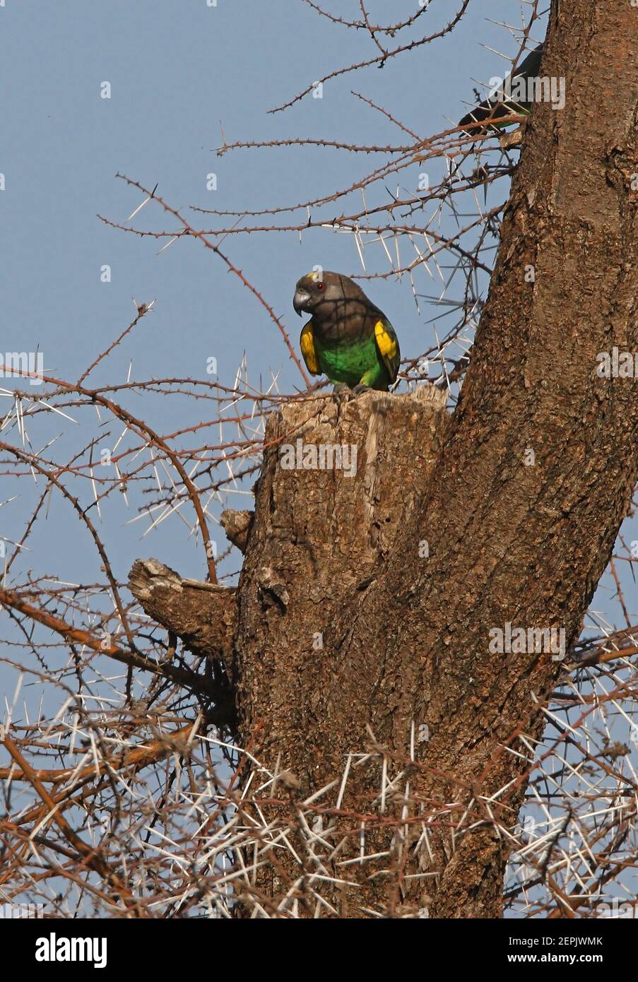 Parrot marrone (Poicephalus meyeri saturatus) adulto arroccato su albero morto Lago Baringo, Kenya Novembre Foto Stock