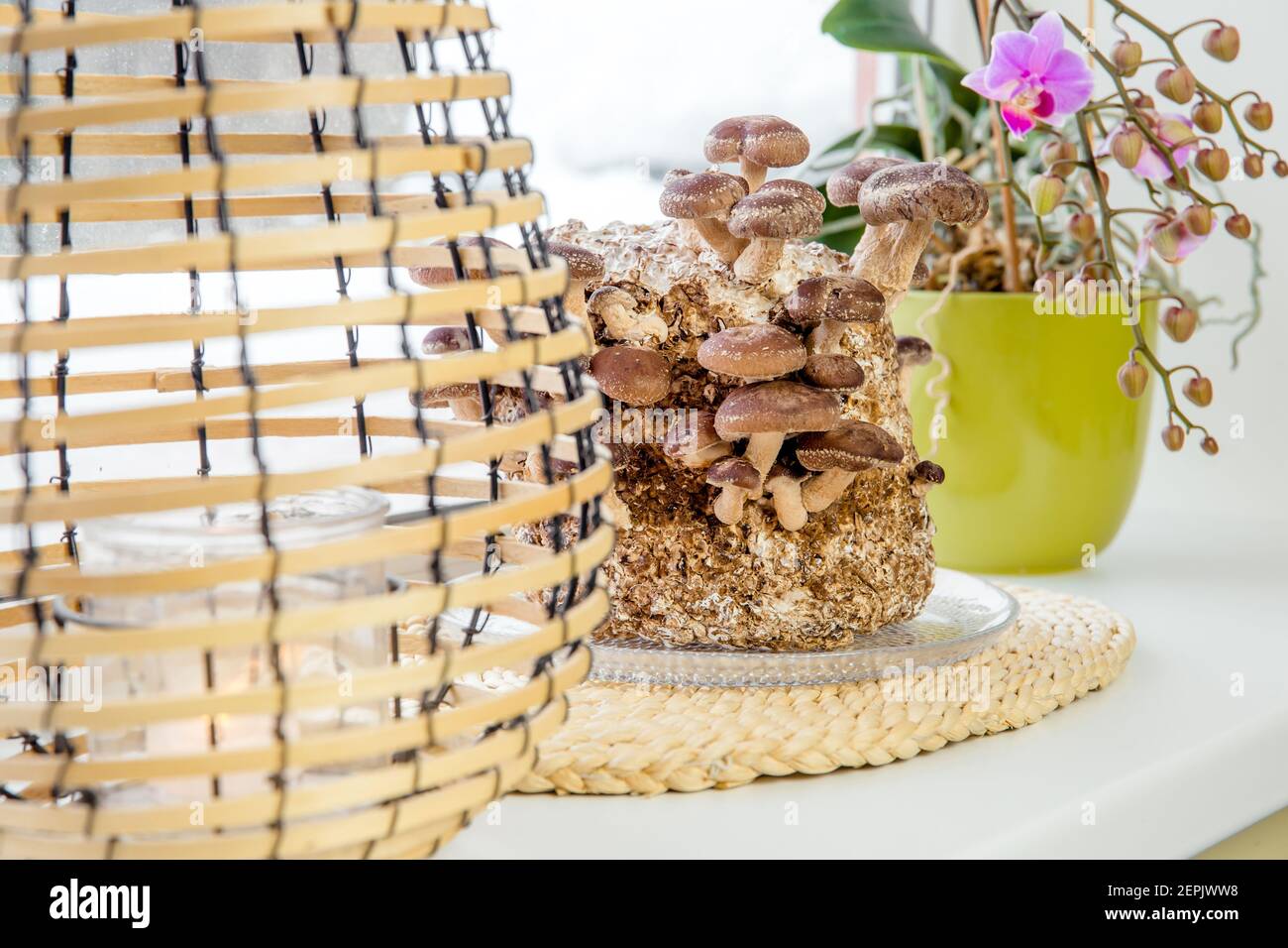 Funghi shiitake, edodi di Lentinula kit di crescita in casa cucina su davanzale finestra, fungicoltura. Divertente hobby coltivare cibo in casa. Foto Stock