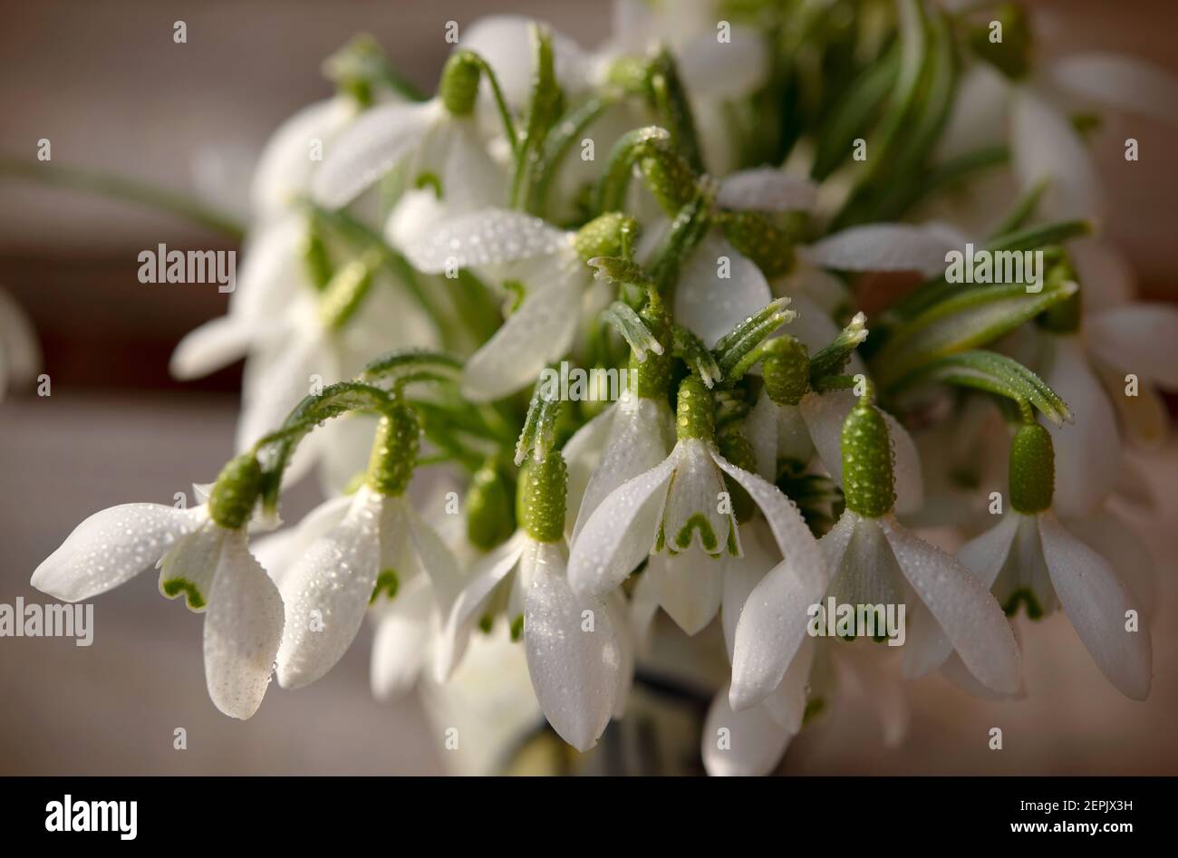 Un primo piano di delicate gocce di neve (Galanthus) che fioriscono all'inizio della primavera, emergendo dal freddo. Questi piccoli fiori bianchi simboleggiano la speranza Foto Stock