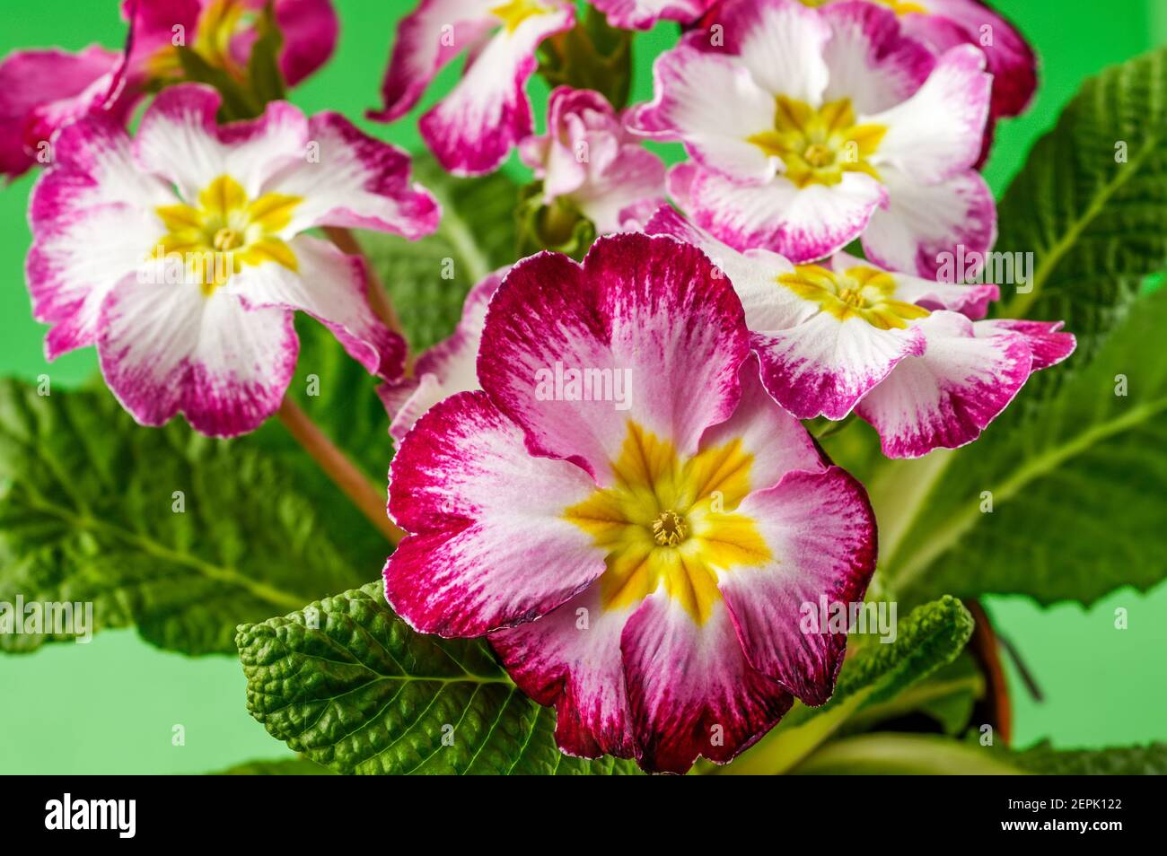 Polyanthus o Primrose, fiori colorati in piena fioritura, fotografati da una breve distanza, macro, fiori con una grande scala di colori, Primula vul Foto Stock