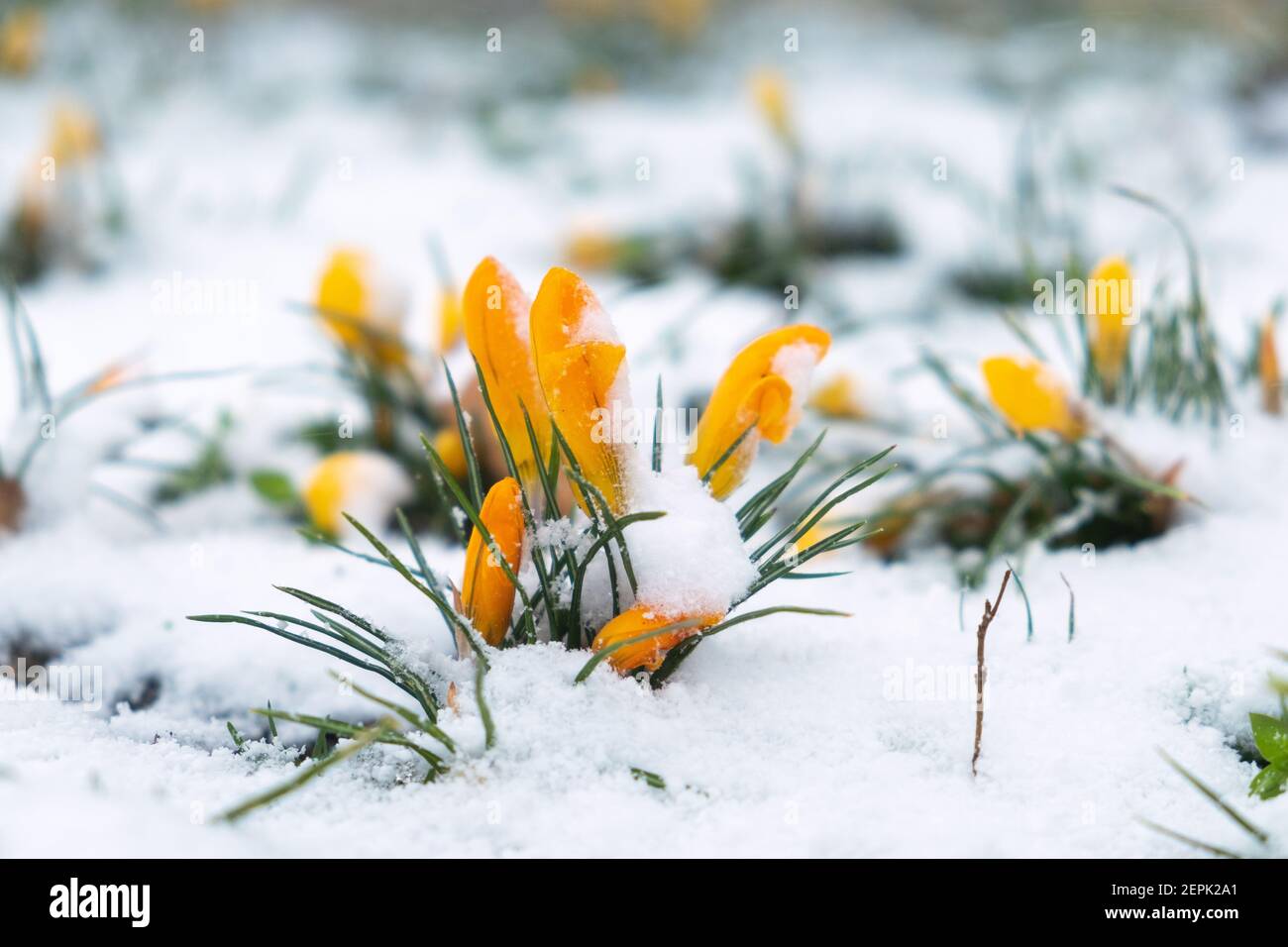 I primi fiori primaverili, i croci gialli, si svilupparono dalla neve. Foto Stock