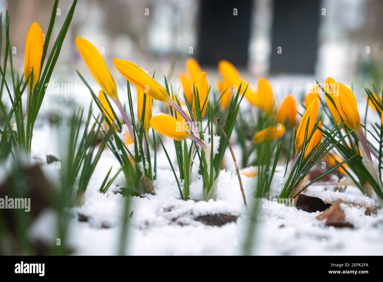 Molti crocus gialli in una foresta innevata glade da vicino. Foto Stock