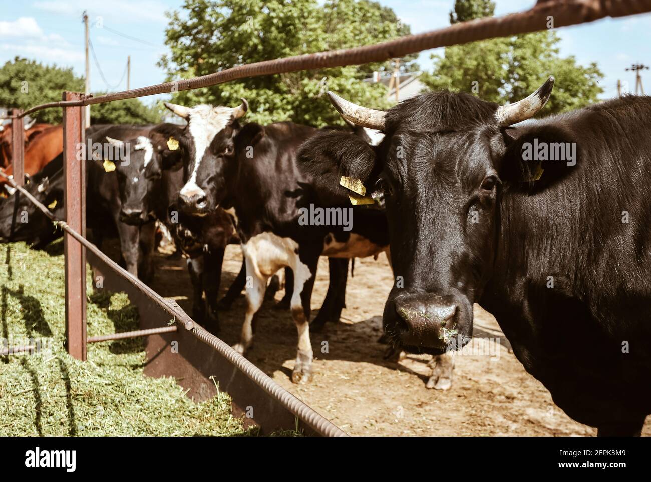 Le mucche bianche e nere con etichette gialle in orecchie si trovano vicino al recinto e masticare l'erba presso l'allevamento di bestiame, animali domestici Foto Stock