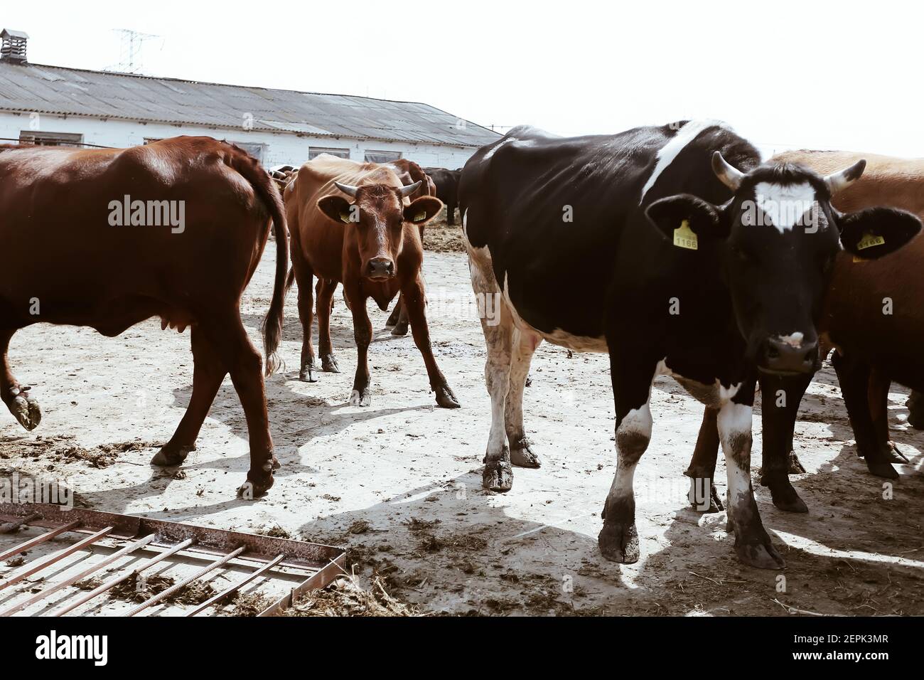 Tori di bestiame e mucche con etichette gialle in orecchie in azione a sfondo rurale fattoria, animali domestici Foto Stock