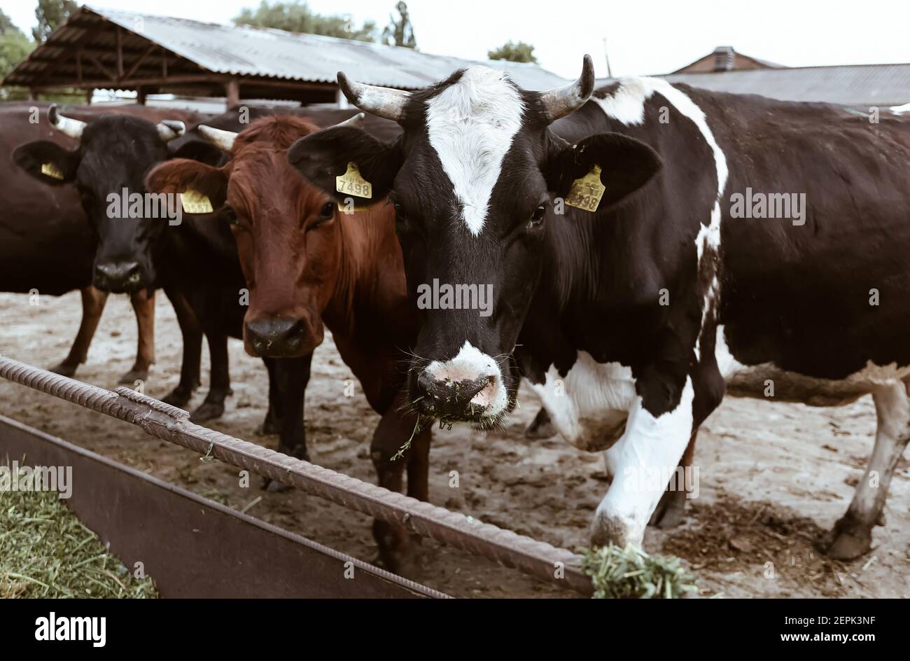 Carino bestiame bovino mucche e tori con etichette gialle in orecchie stand in fila e guardando la macchina fotografica, masticare l'erba a sfondo fattoria Foto Stock
