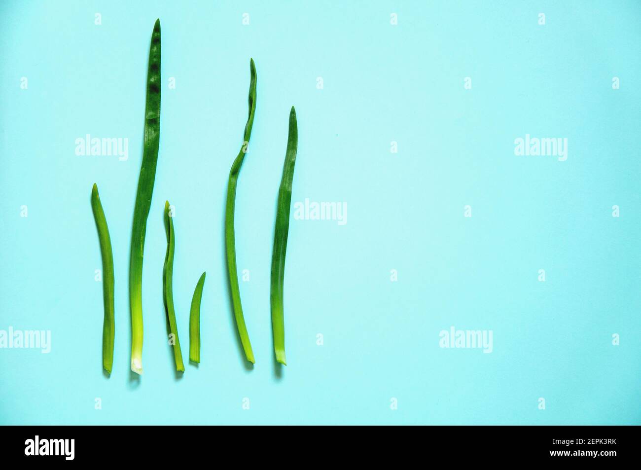 minimalismo, la giovane cipolla verde giace su uno sfondo blu di carta Foto Stock