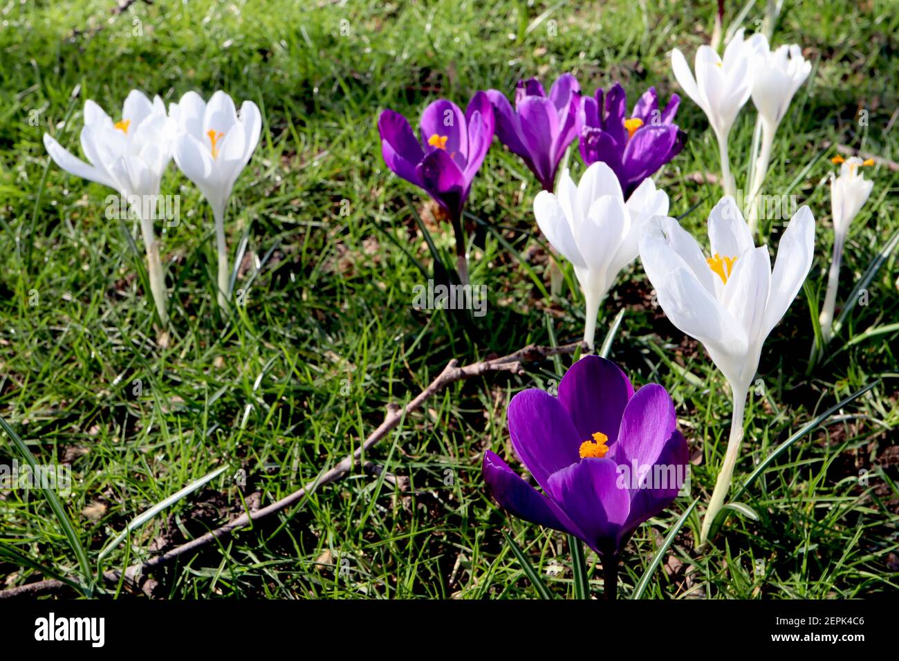 Crocus vernus ‘Jeanne DARC’ e Crocus vernus ‘Flower Record’, croci bianchi e crocus viola profondo, febbraio, Inghilterra, Regno Unito Foto Stock