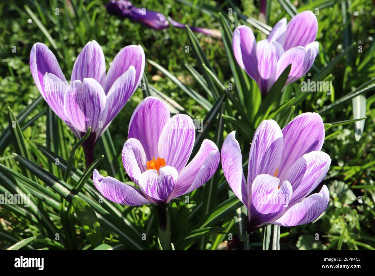 Crocus vernus ‘Pickwick’ Pickwick Crocus – fiori bianchi con vene viola, febbraio, Inghilterra, Regno Unito Foto Stock