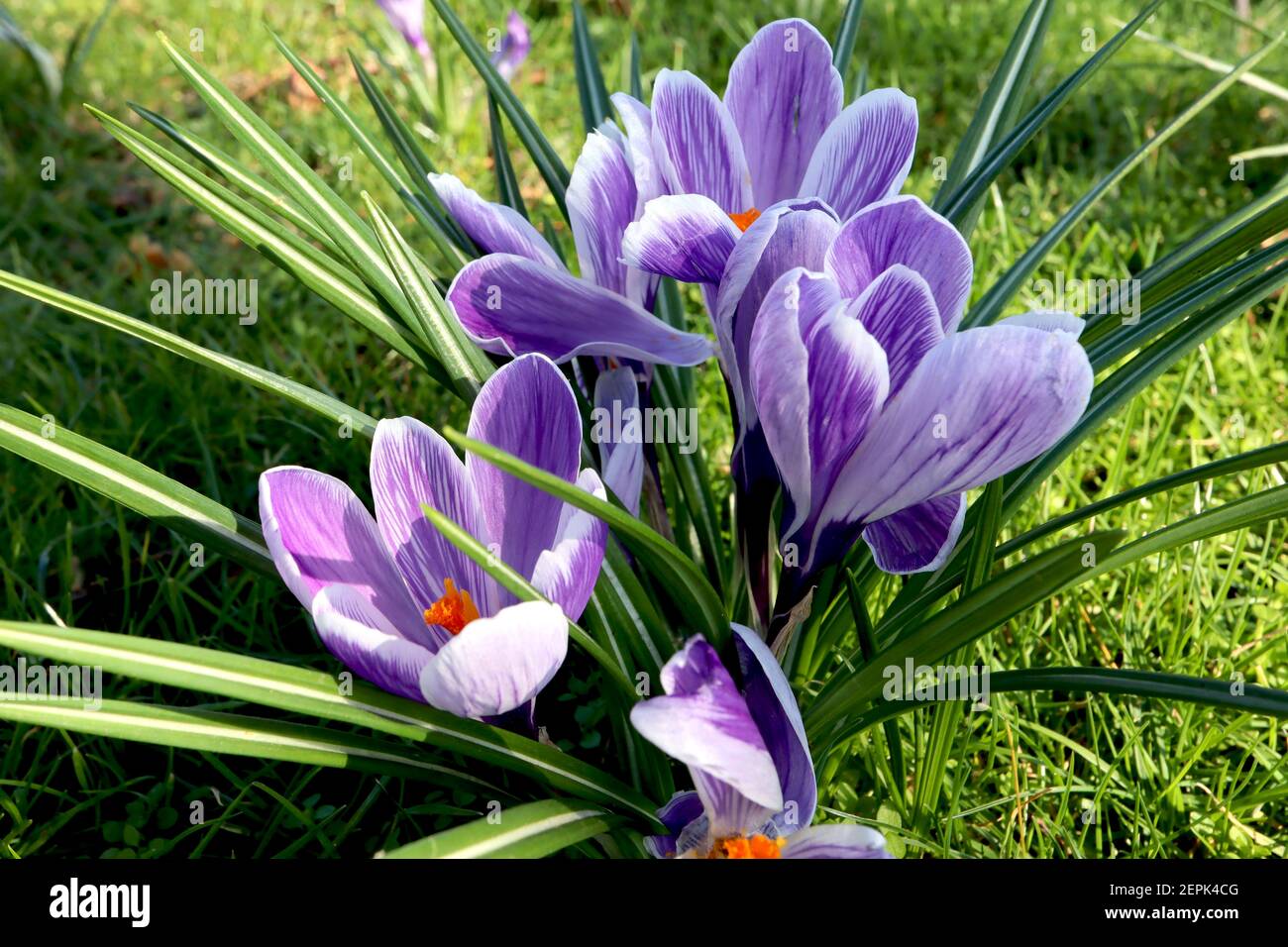 Crocus vernus ‘Pickwick’ Pickwick Crocus – fiori bianchi con vene viola, febbraio, Inghilterra, Regno Unito Foto Stock