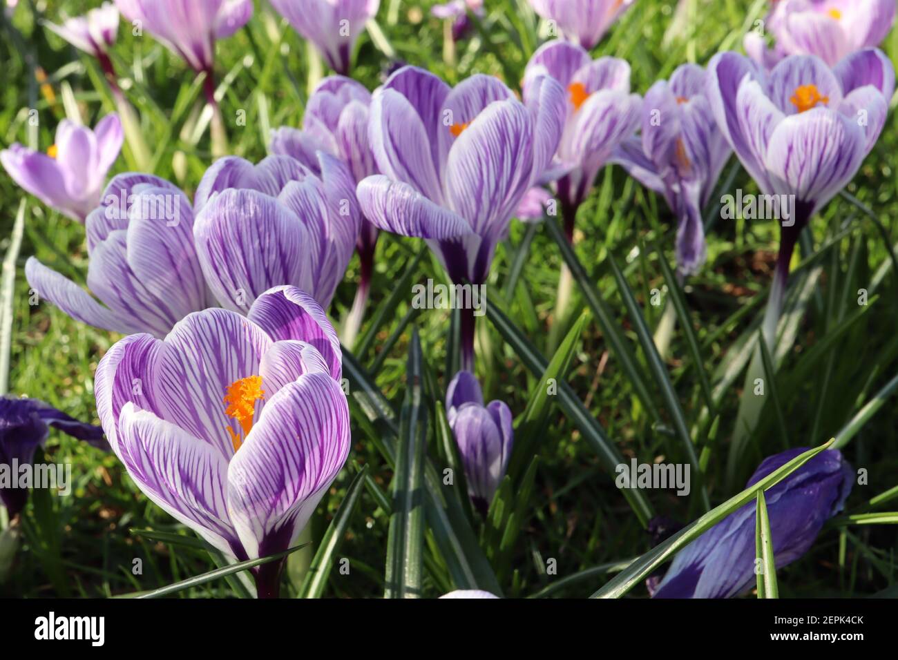 Crocus vernus ‘Pickwick’ Pickwick Crocus – fiori bianchi con vene viola, febbraio, Inghilterra, Regno Unito Foto Stock