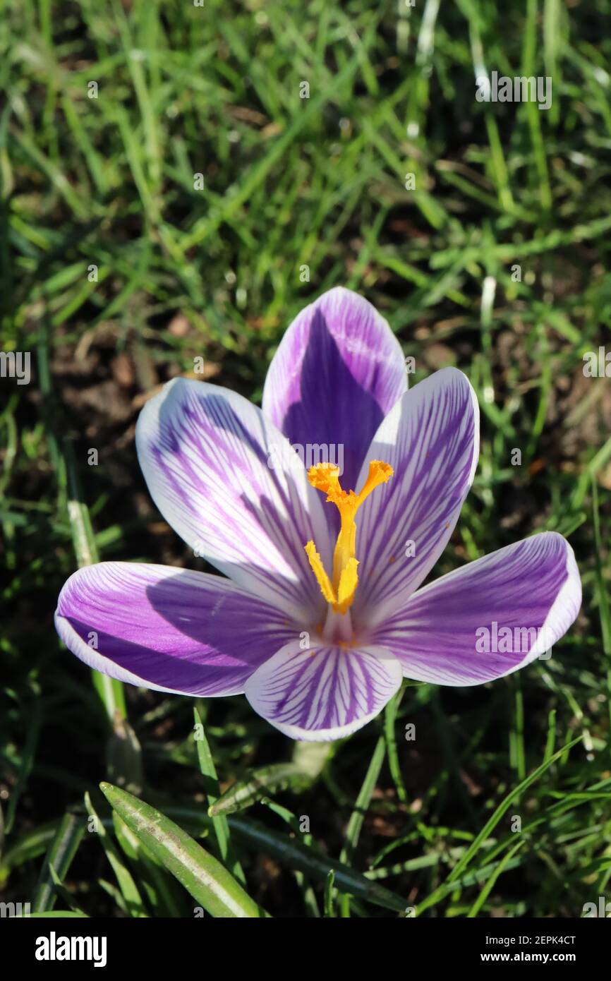 Crocus vernus ‘Pickwick’ Pickwick Crocus – fiori bianchi con vene viola, febbraio, Inghilterra, Regno Unito Foto Stock