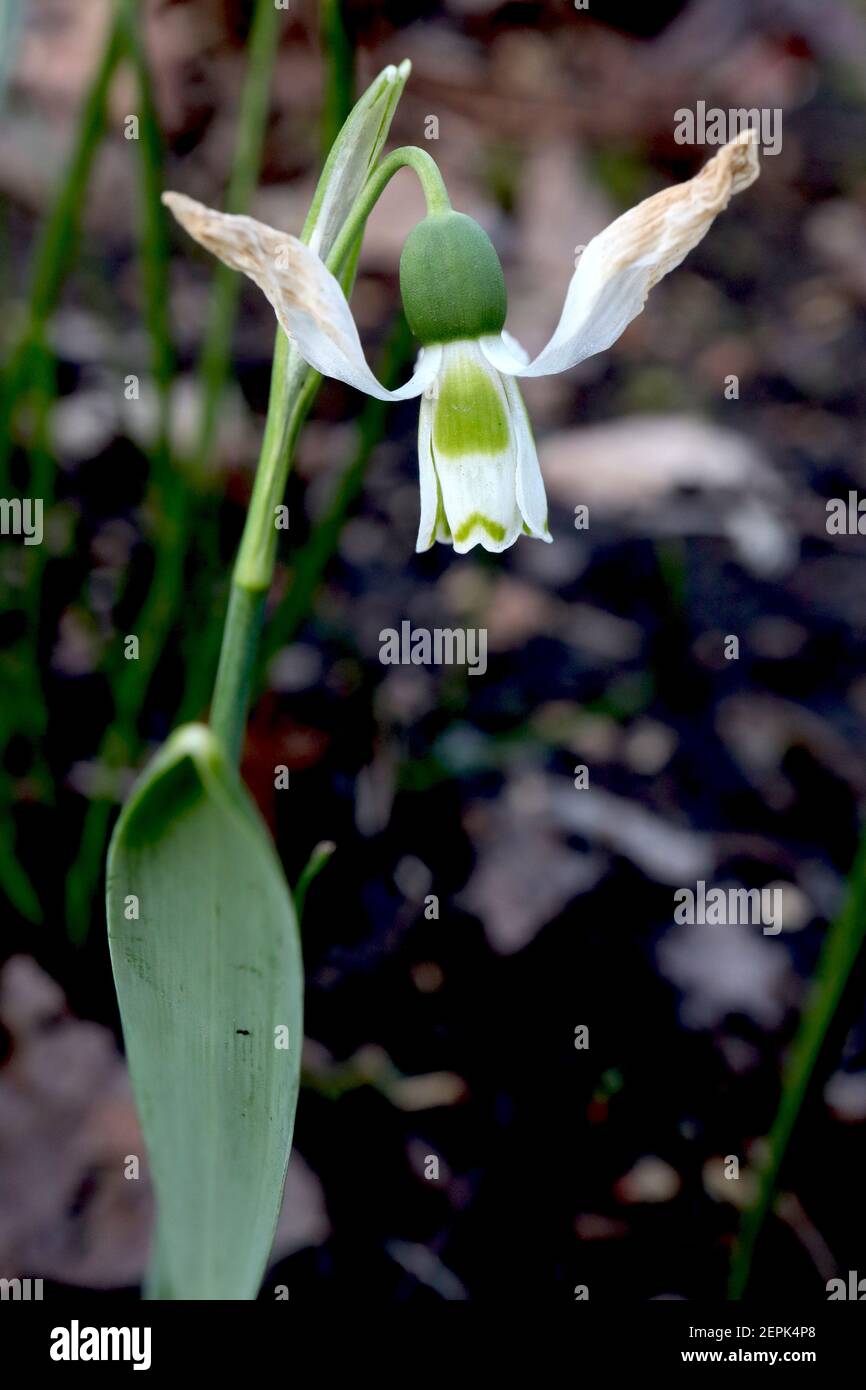 Galanthus gracilis ‘avons Best Form’ Slender Snowdrop – sottile fiore bianco a forma di campana con grande marcatura verde e marcatura a V inferiore, febbraio, Inghilterra Foto Stock