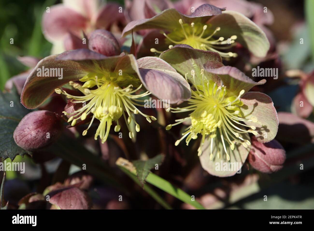Helleborus lividus hellebore grigio-blu – fiore singolo verde pallido a forma di ciotola con riflessi rosa su steli rossi, febbraio, Inghilterra, Regno Unito Foto Stock
