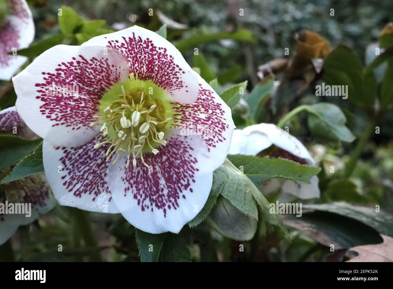 Helleborus x hybridus ‘Single White Spotted’ Hellebore Single White Spotted – fiori bianchi con fleole viola, febbraio, Inghilterra, Regno Unito Foto Stock