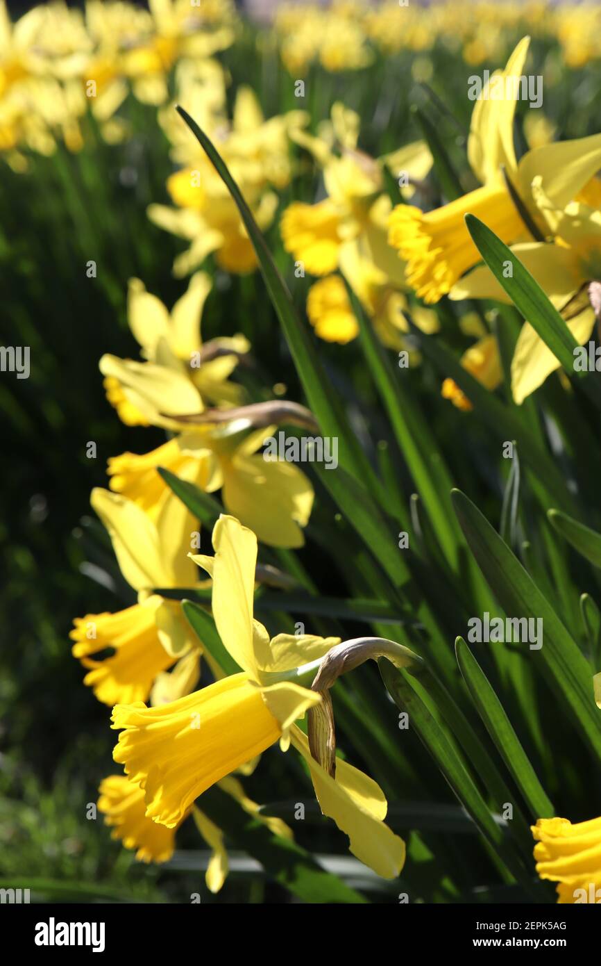 Narcissus ‘Febbraio Gold’ / Daffodil Febbraio Gold Division 6 Cyclamineus Daffodils giallo con coppe frilly, febbraio, Inghilterra, Regno Unito Foto Stock