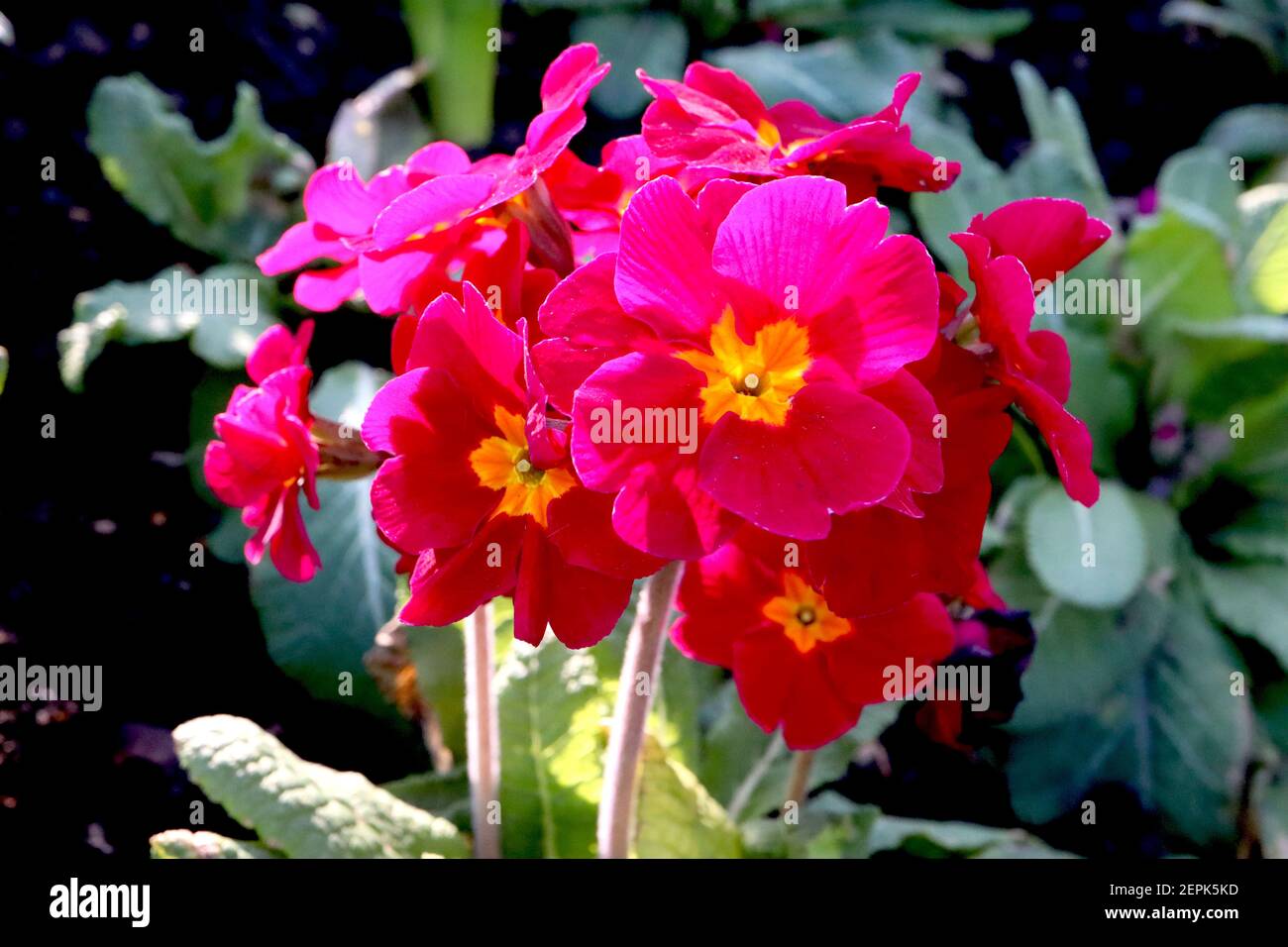 Primula Crescendo tonalità rosa e rosa (Crescendo Series) Primrose Crescendo Pink – fiori rosa brillante con centro giallo, febbraio, Inghilterra, Regno Unito Foto Stock