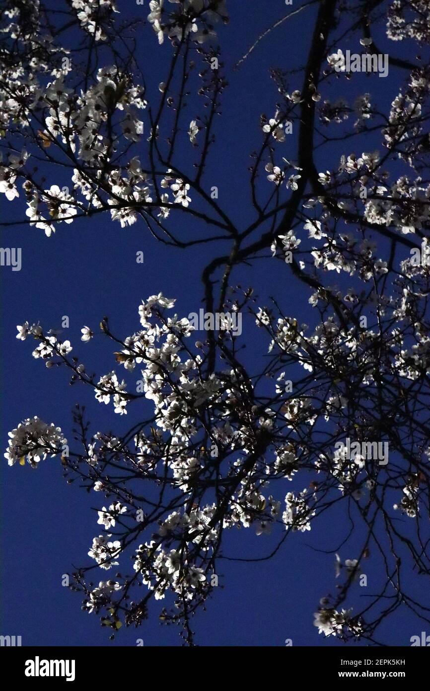 Prunus cerasifera prugna di ciliegia – piccoli fiori bianchi a forma di ciotola con molte stampigliature, steli rossi, foglie da verdi a marroni di notte, febbraio, Inghilterra, Regno Unito Foto Stock