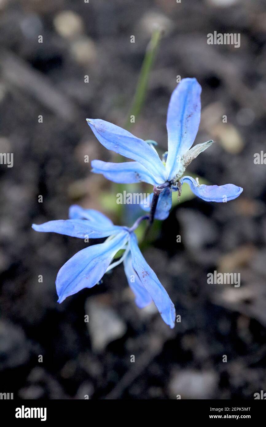 Scilla siberica Squill siberiano – fiori blu pallido a forma di campana con vene blu più scuro, febbraio, Inghilterra, Regno Unito Foto Stock