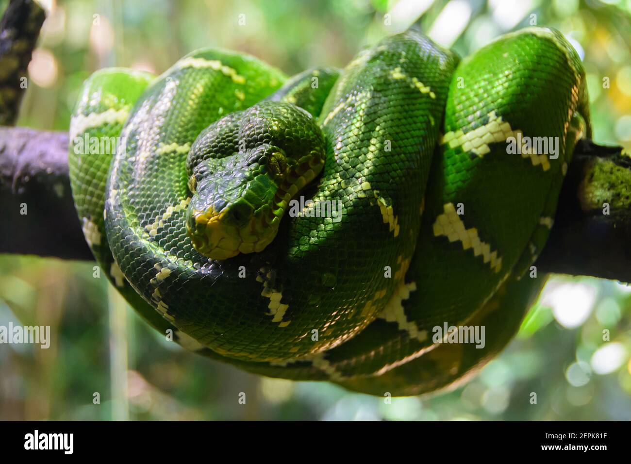 Boa di smeraldo (Corallus caninus) In una filiale nello Zoo di Singapore Foto Stock