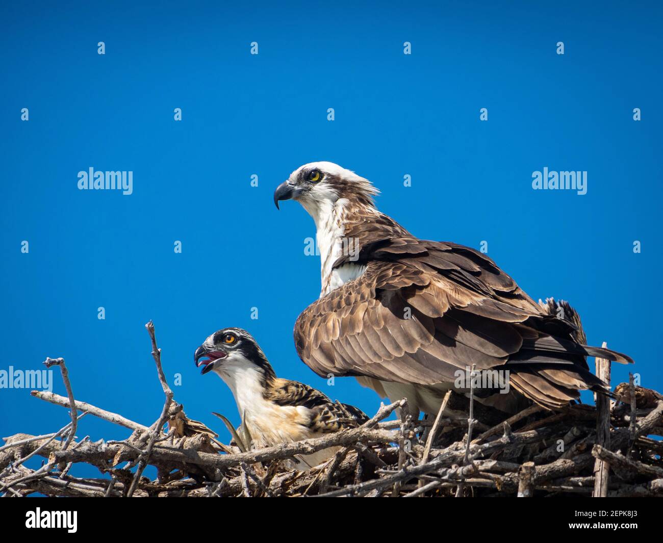 Osprey adulto con bambino in un nido Foto Stock