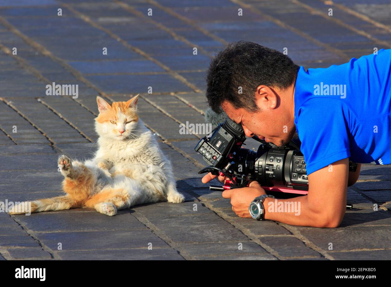 Un gruppo cinematografico giapponese ha girato un documentario sui gatti di strada di Marsaxlokk, Malta Foto Stock