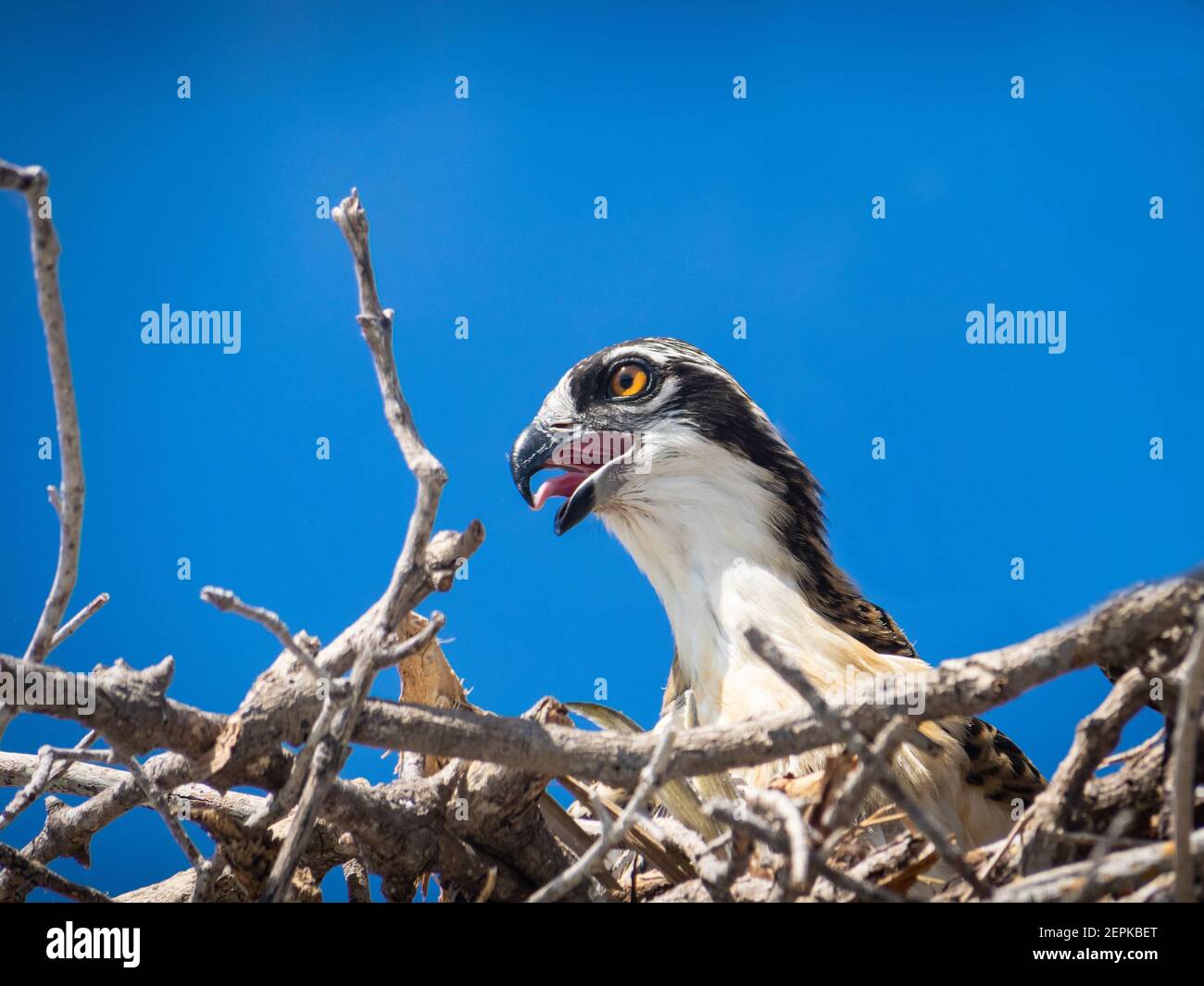 Osprey adulto con bambino in un nido Foto Stock