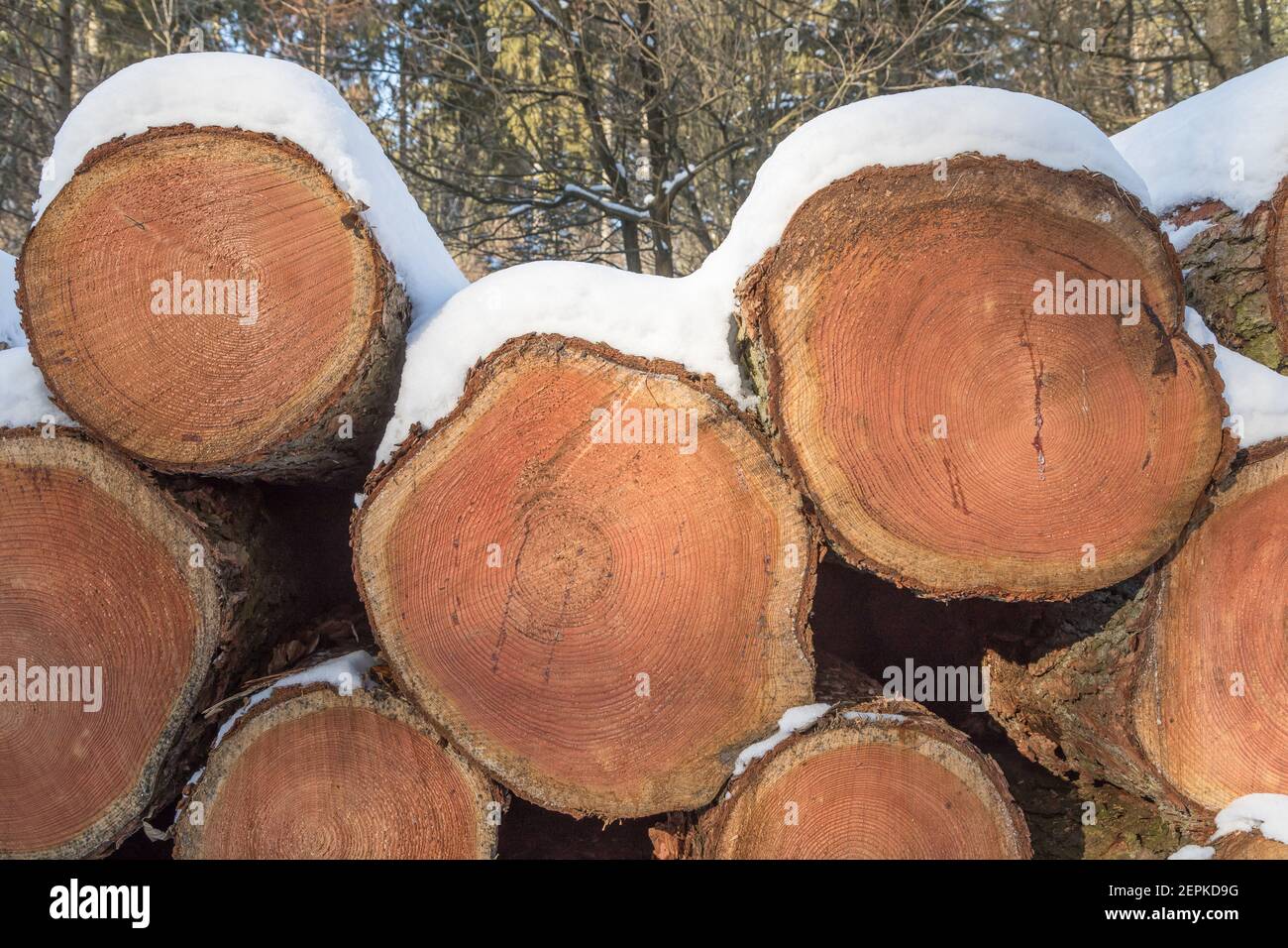 cumulo di tronchi di larice accatastati ricoperti di neve Foto Stock