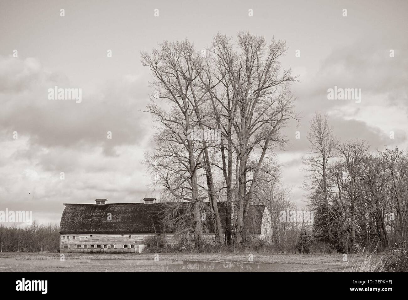 Old Barn on Nisqually Wildlife Reserve, Washington state, Stati Uniti Foto Stock