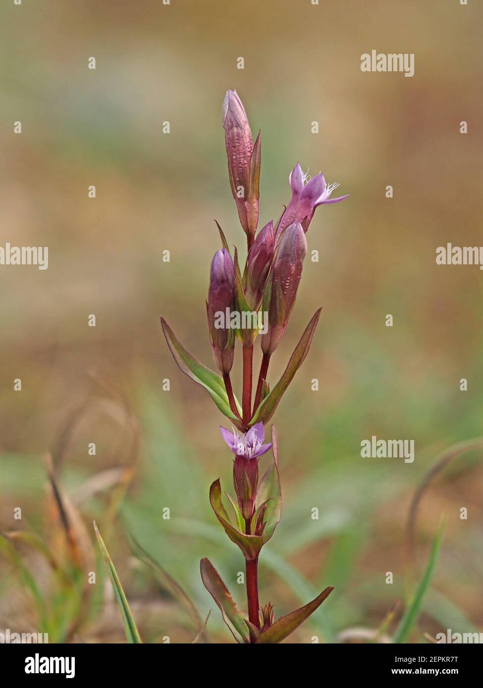 Minuscoli fiori di porplish & boccioli di Autunno gentile (Gentianella amarella) aka genziana nana autunno, o feltero autunno sulla brughiera in Cumbria, Inghilterra, Regno Unito Foto Stock