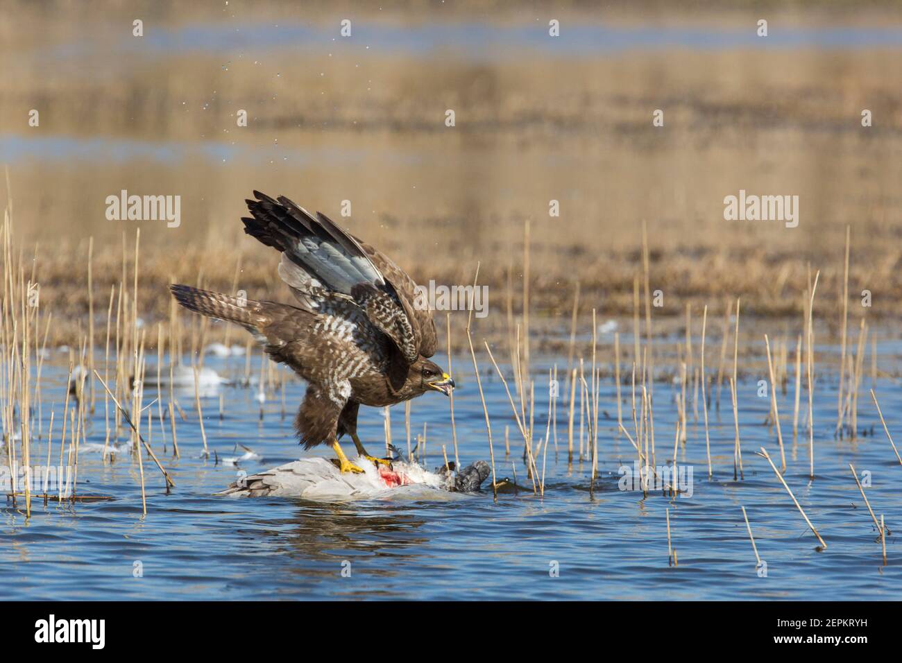 Buzzard comune (Buteo buteo) Alimentato sulla carcassa della gru comune (Grus grus) Foto Stock