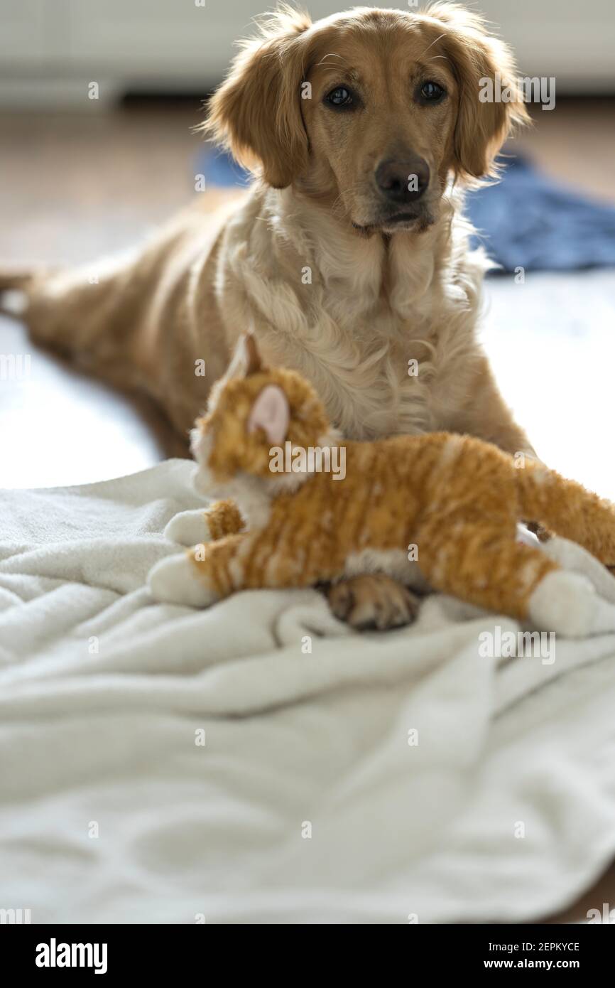 Back Lit Female Golden Retriever si trova su legno pavimento con Gatto ripieno 1 Foto Stock
