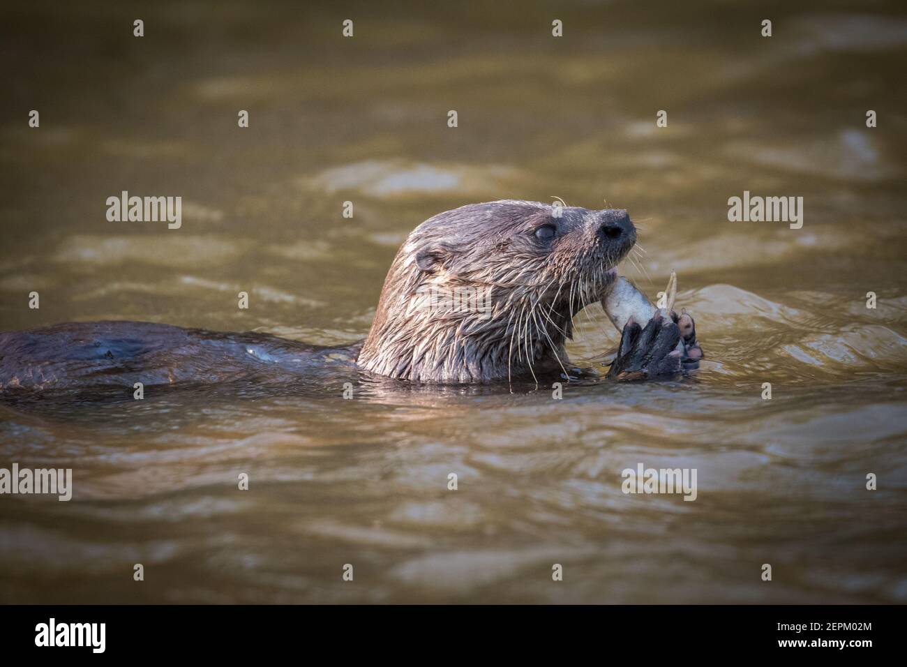 Lontra neotropiche a Fazenda Barranco Alto, Mato Grosso do sul, Brasile. Foto Stock