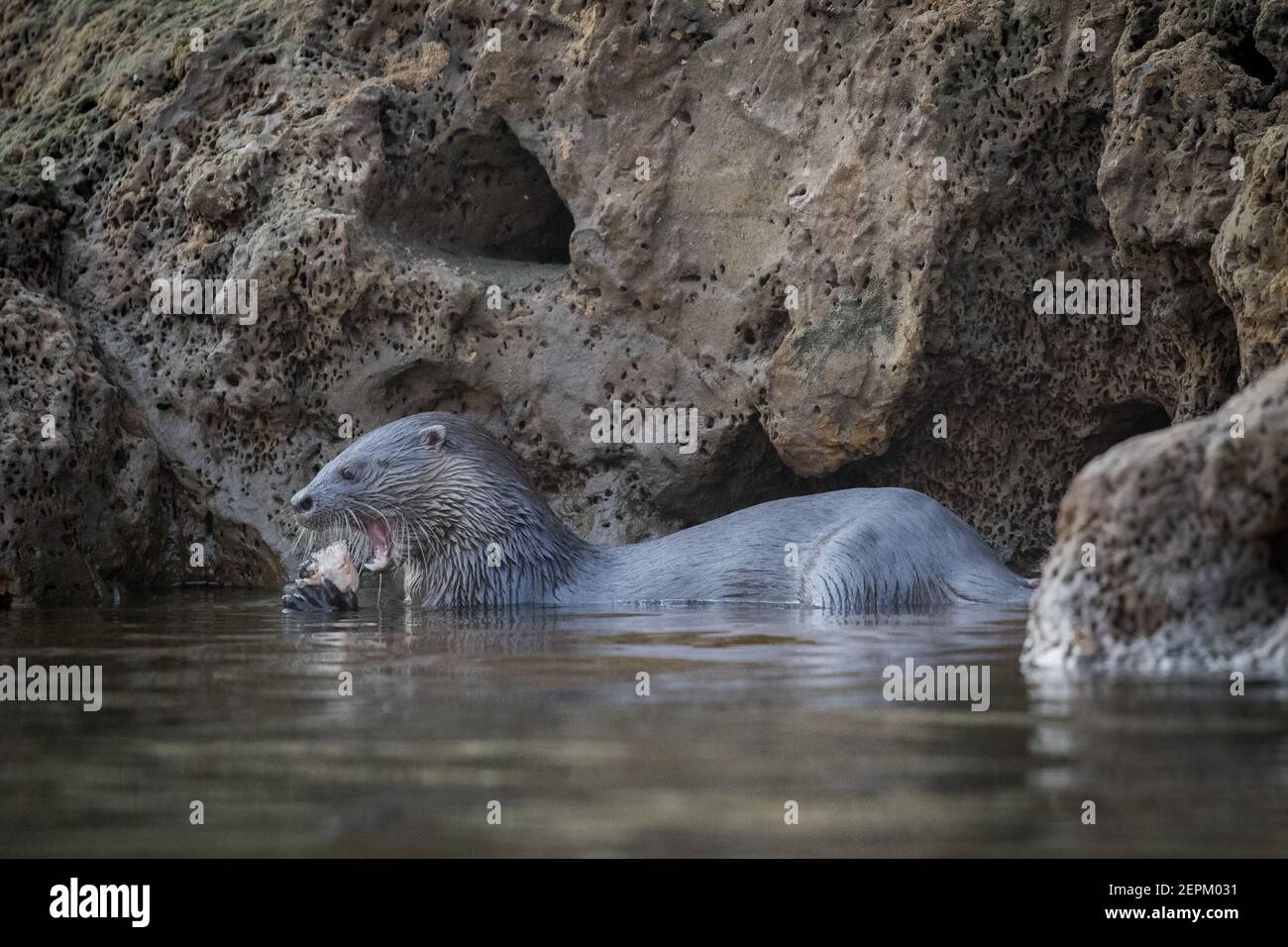 Lontra neotropiche a Fazenda Barranco Alto, Mato Grosso do sul, Brasile. Foto Stock