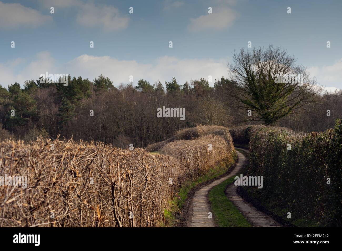 Pista di fattoria tra siepi nella rurale Wealden, Inghilterra Foto Stock