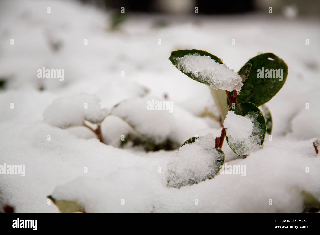 Primo piano di alcune foglie verdi coperte di neve Foto Stock