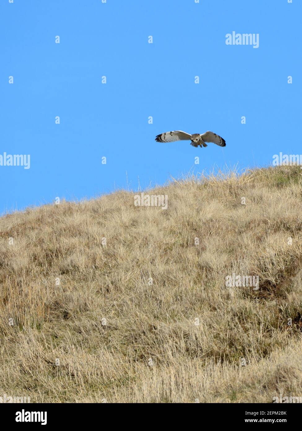 Un gufo dalle orecchie corte (Asio flammeus) che si innalza sulle correnti d'aria termiche mentre caccia su erba spessa in Scozia, Regno Unito, Europa. Foto Stock