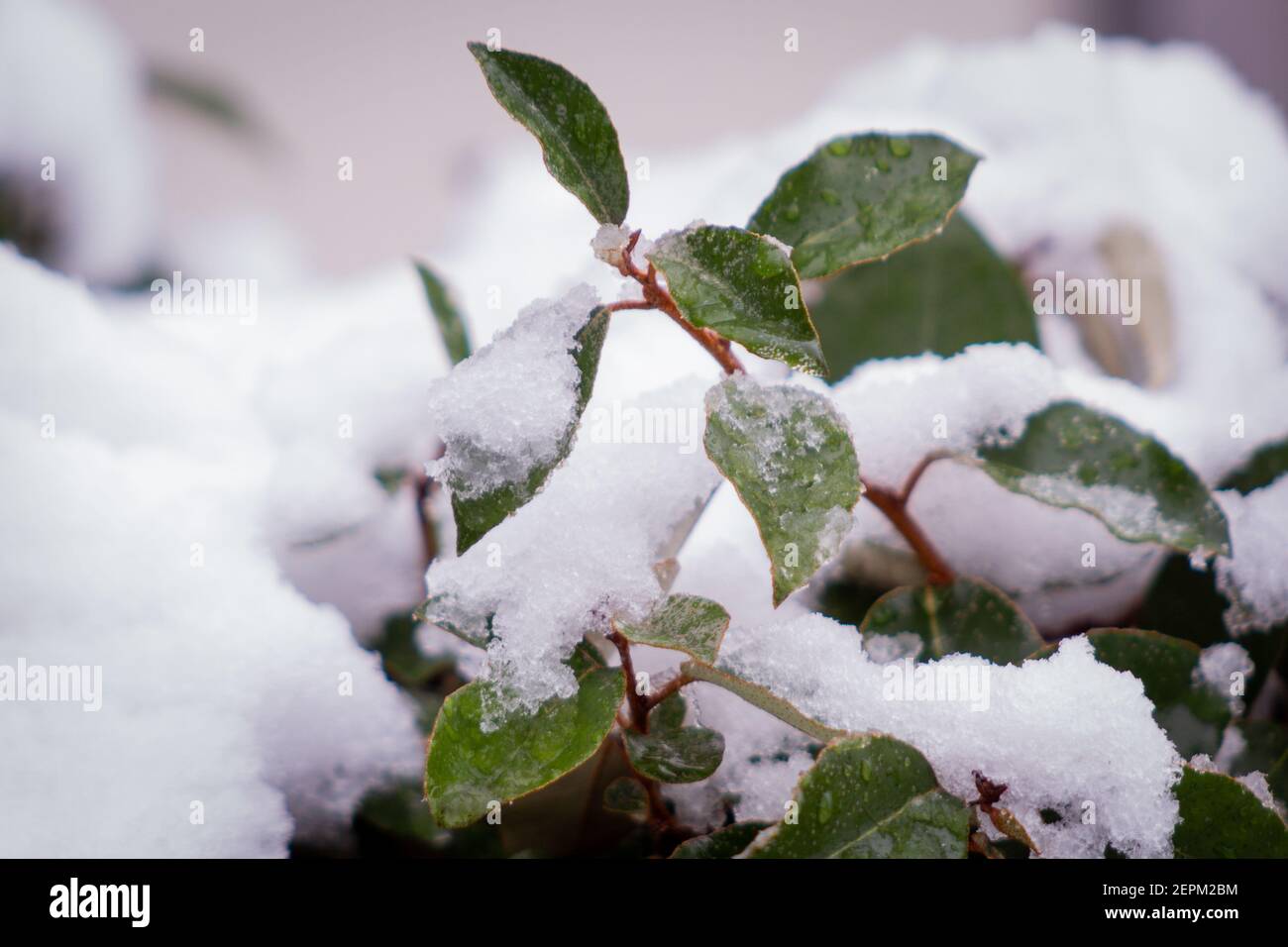 Primo piano di alcune foglie verdi coperte di neve Foto Stock