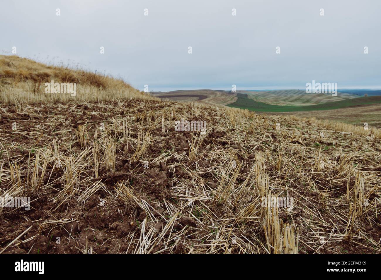 Contea di Whitman , Washington Foto Stock