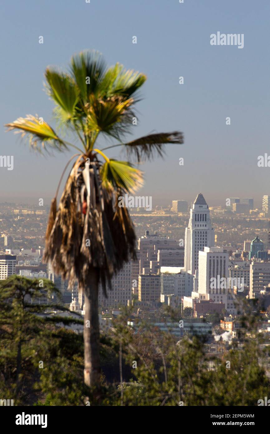 Vista sulla palma e la torre distante del Municipio Nel centro di Los Angeles visto da Debs Park Foto Stock