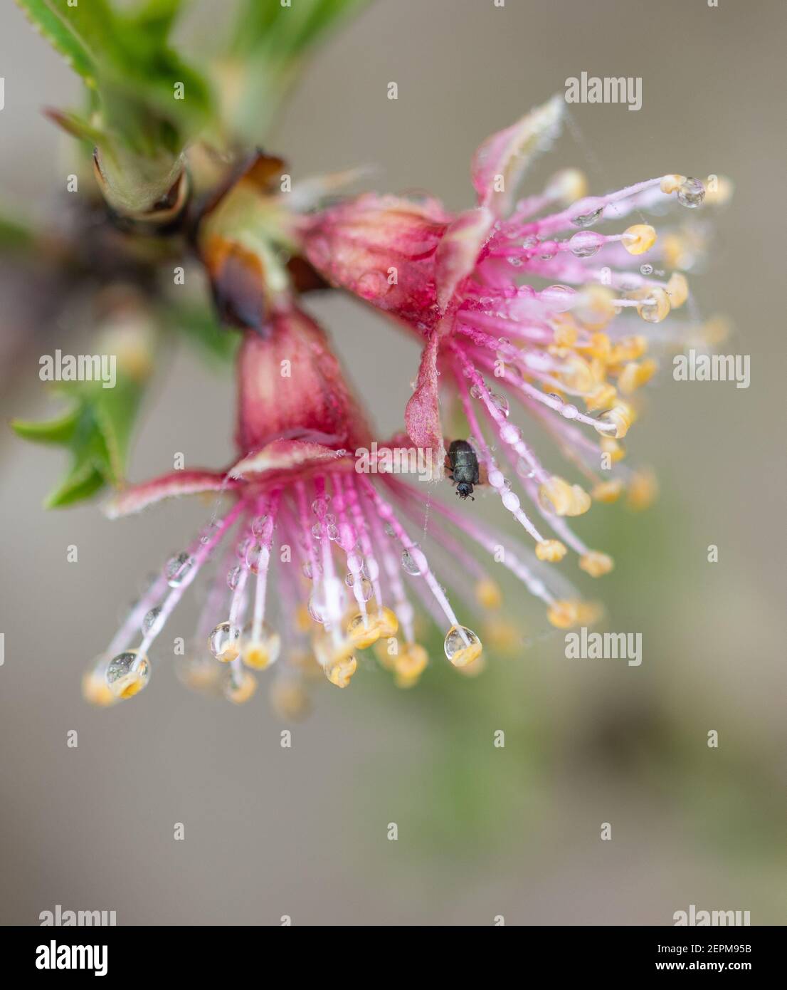 macro dettaglio di fiori di mandorle bagnati da gocce d'acqua, gocce su filamenti e antere. Spazio di copia Foto Stock
